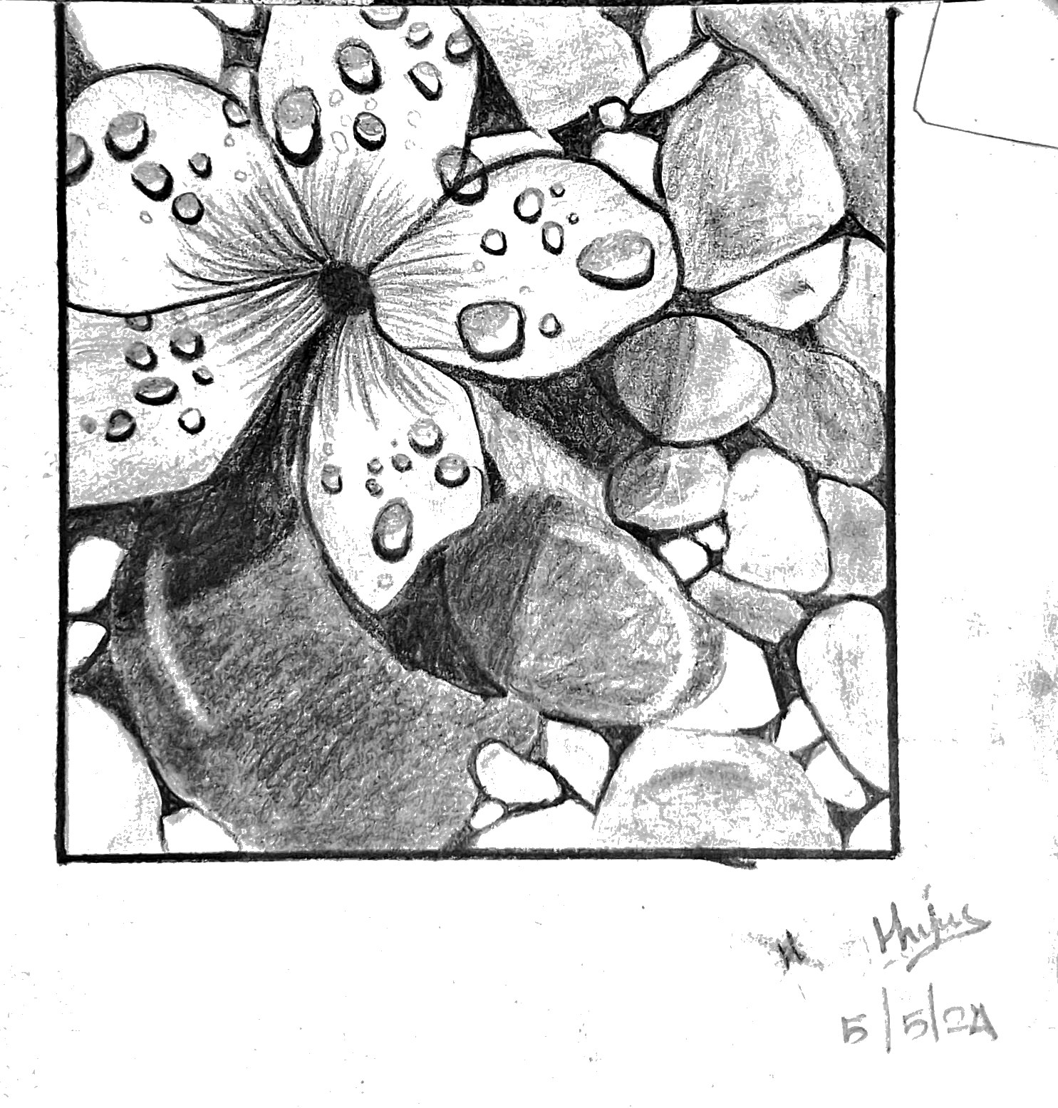 Petals & Pebbles — Pencil by Thej, age 11