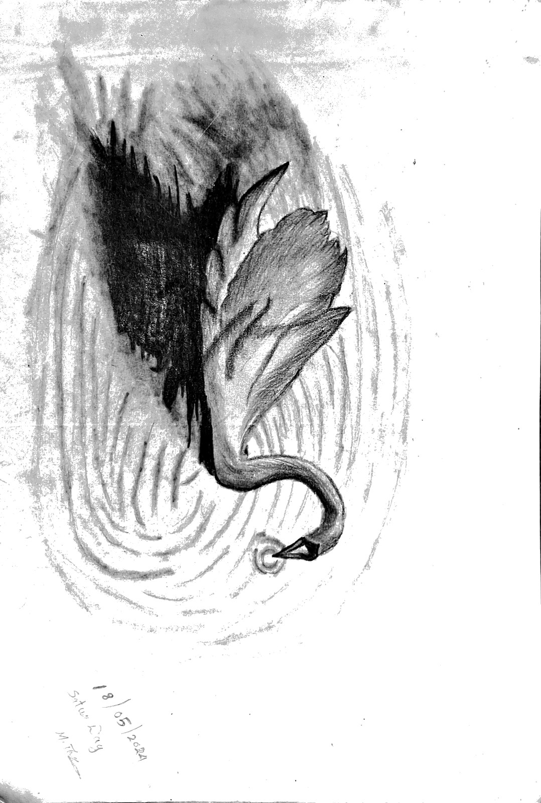 Swan in the Ripples — Pencil by Thej, age 11